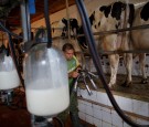 Daily Farmers Struggle Due To Falling Prices Of Milk In Spain