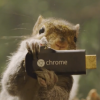 Chromecast Squirrel