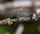 Bay Area Vector Control Team Investigates West Nile Mosquito Presence