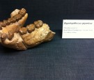 Gigantopithecus Fossil