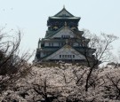 Cherry Blossoms In Full Bloom In Japan