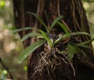 Poaching And Climate Change Threaten Endangered Plants In Everglades