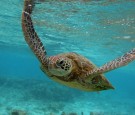 Scenes Of Lady Elliot Barrier Reef Eco Island