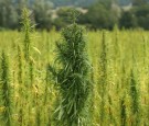 Cannabis Cultivated For Hemp