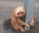 Cute Sloth 