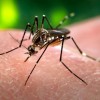 Zika Virus: El Salvador Discourages Pregnancies Before 2018