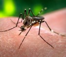 Zika Virus: El Salvador Discourages Pregnancies Before 2018