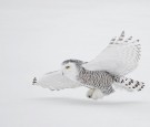 snowy owl