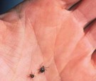 Close Up Of An Adult Female Deer Tick Dog Tick And A Lone Star Tick Are Shown June 15