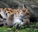 30-year-old Clouded Leopard at Chengdu Zoo