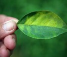 Citrus Greening Diseases Threatens Florida's Orange Industry