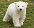 Knut Makes First Public Appearance