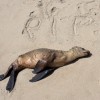 Stranded Sea Lions Rescued In Southern California