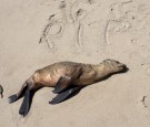 Stranded Sea Lions Rescued In Southern California